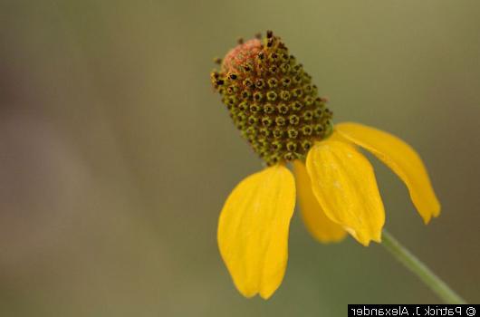 Mexican Hat Coneflower